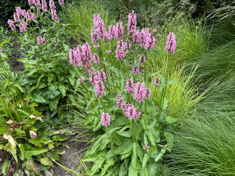 Bio Wollziest - Stachys byzantina
