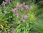 Bio Wollziest - Stachys byzantina