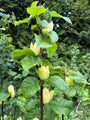 Gelber Biberbaum - Magnolia 'Yellow Bird'