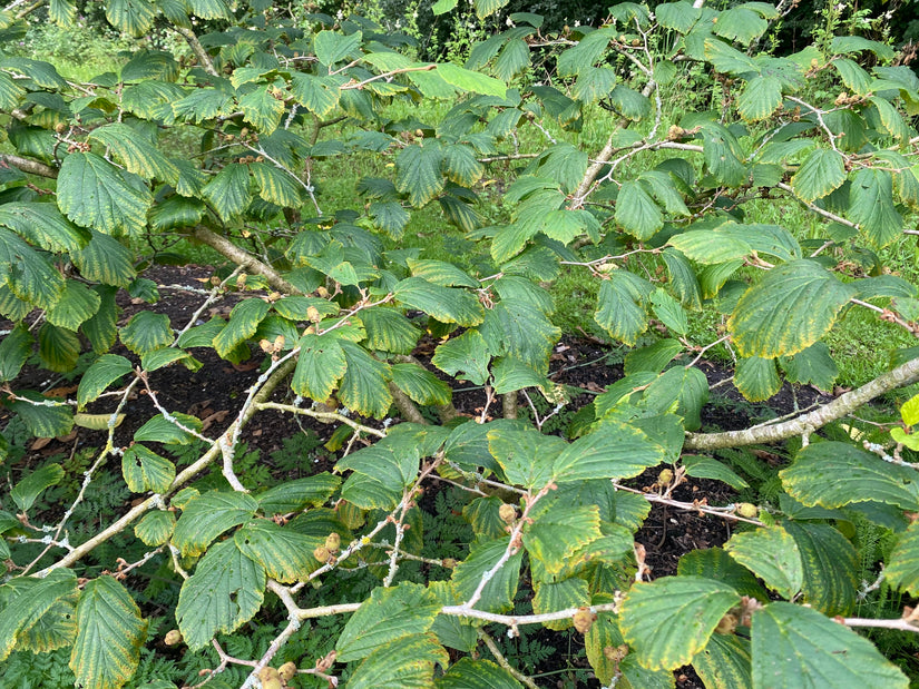 Hamamelis - Hamamelis intermedia 'Aphrodite'