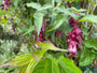 Fasanenbeere - Leycesteria formosa