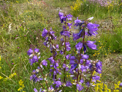 Raue Glockenblume - Campanula trachelium