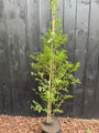 Japanischer Storaxbaum - Styrax japonicus 'Snowcone'