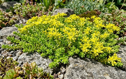 Mauerpfeffer - Sedum Acre
