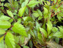 Plume Spirea - Astilbe 'Rheinland' TIPP