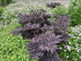 Bio-Traubensilberkerze - Actaea/Cimicifuga simplex. 'Brünette'