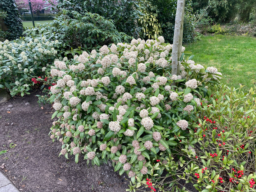 Skimmia japonica
