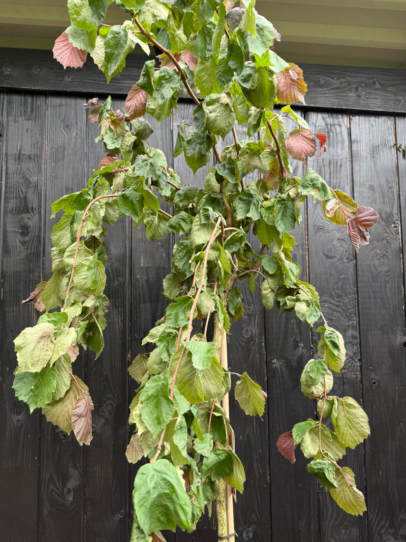Corylus avellana 'Purple Umbrella' F Halbstamm