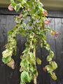 Corylus avellana 'Purple Umbrella' F Halbstamm