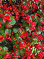 Schrägblatt - Begonia semperflorens 'Red'