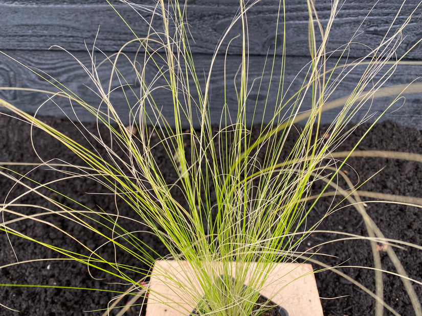 Federgras – Stipa Tenuifolia „Ponytails“ TIPP