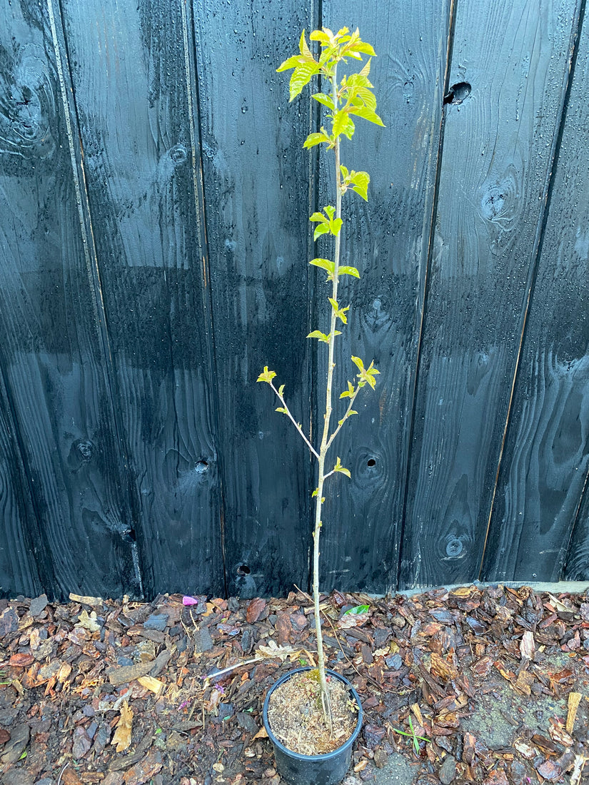 Vogelkirsche - Prunus padus