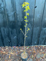 Vogelkirsche - Prunus padus
