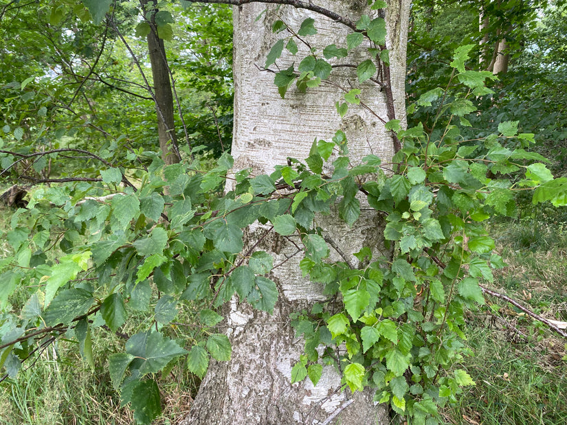 Waldbirke - Betula pendula (Trauerbirke)