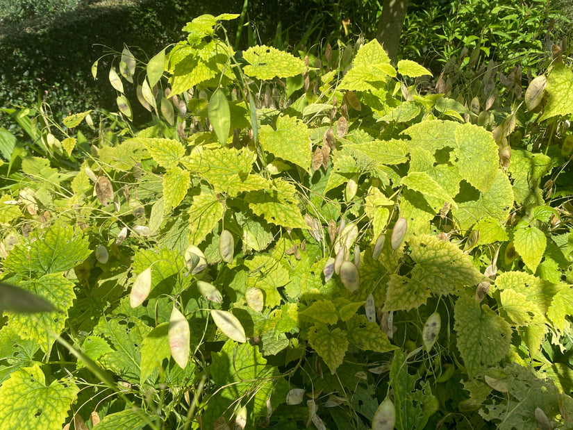 Wilde Judas-Medaille – Lunaria rediviva