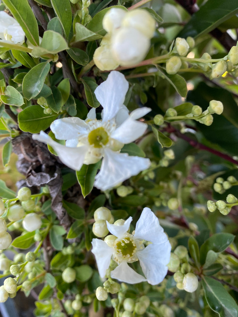 Pearl Bush (Weiß) - Exochorda x macrantha 'The Bride'