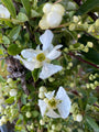 Pearl Bush (Weiß) - Exochorda x macrantha 'The Bride'