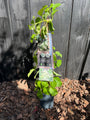 Kletterhortensie - Hydrangea anomala subsp. Blattstiel