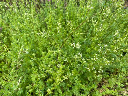 Glattes Labkraut - Galium mollugo 'Meddo'