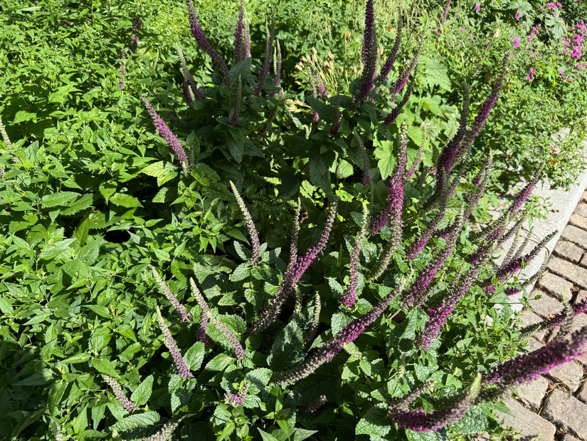 Gamander - Teucrium lucidrys