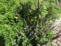 Gamander - Teucrium lucidrys