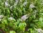 Karettschnabel - Lysimachia clethroides