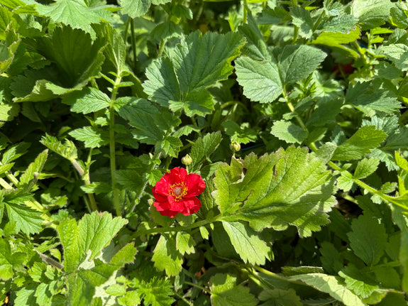 Nelkenwurz (Rot) - Geum chiloense 'Mrs Bradshaw'