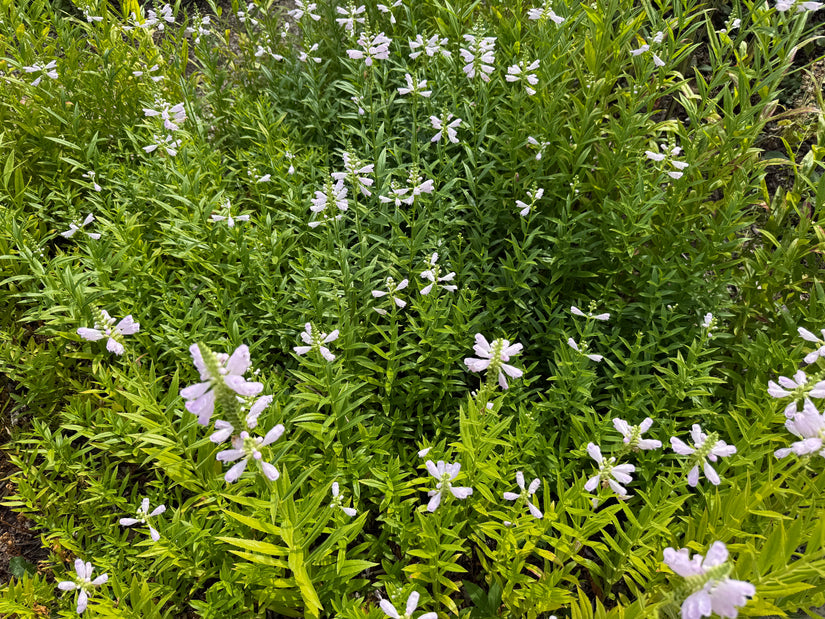 Scharnierblume - Physostegia virginiana