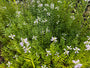 Scharnierblume - Physostegia virginiana