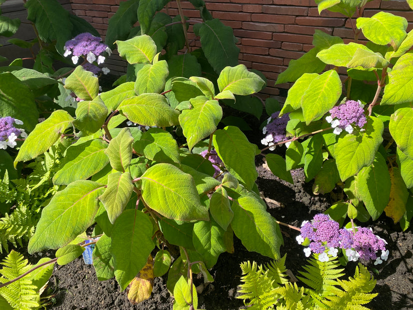 Samthortensie - Hydrangea aspera 'Macrophylla'