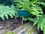 Japanischer Farn - Dryopteris coreana-montana