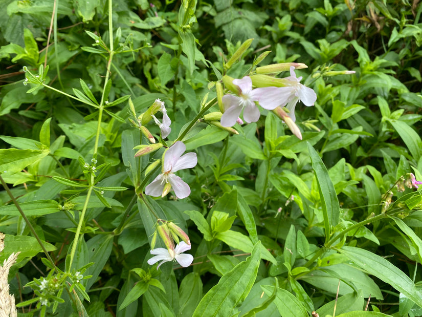 Seifenkraut - Saponaria officinalis