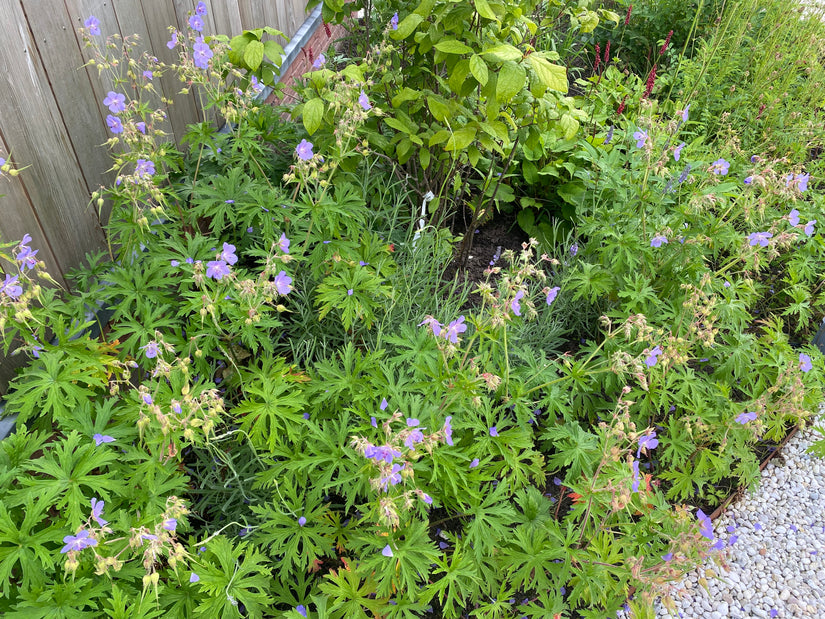 Wiesen-Storchschnabel - Geranium pratense