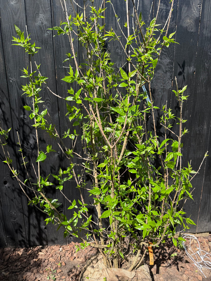 Melonenbaum - Chimonanthus praecox (Wintersüße)