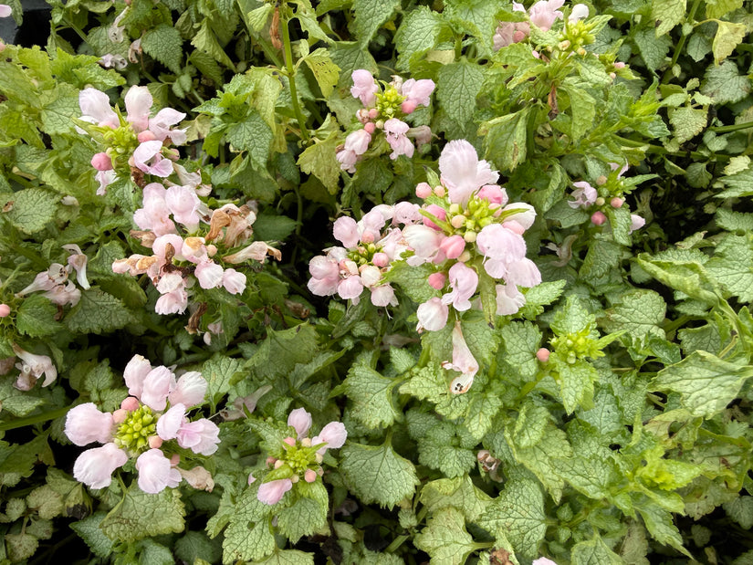Gefleckte Taubnessel (Hellrosa) - Lamium maculatum 'Pink Pewter'