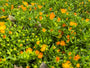 Mittagsblume (Orange) - Delosperma cooperi