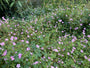 Storchschnabel - Geranium endressii 'Wargrave Pink'