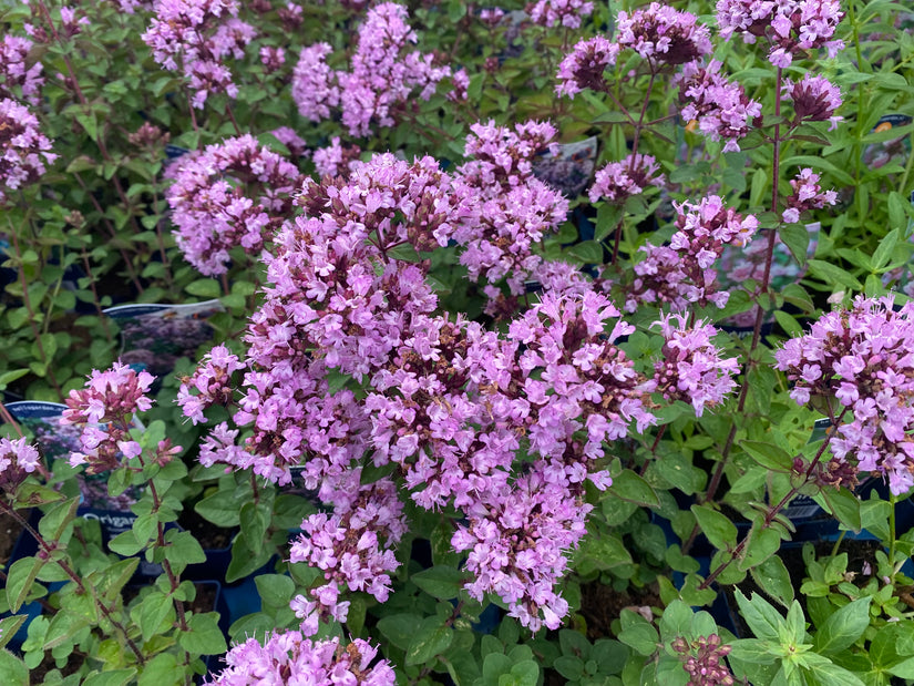 Marjolein - Origanum 'Rosenkuppel'