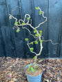 Krause Hasel - Corylus avellana 'Contorta'