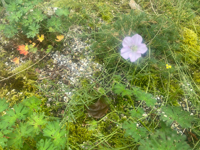 Storchschnabel - Geranium farreri