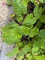 Geflecktes Lungenkraut - Pulmonaria officinalis