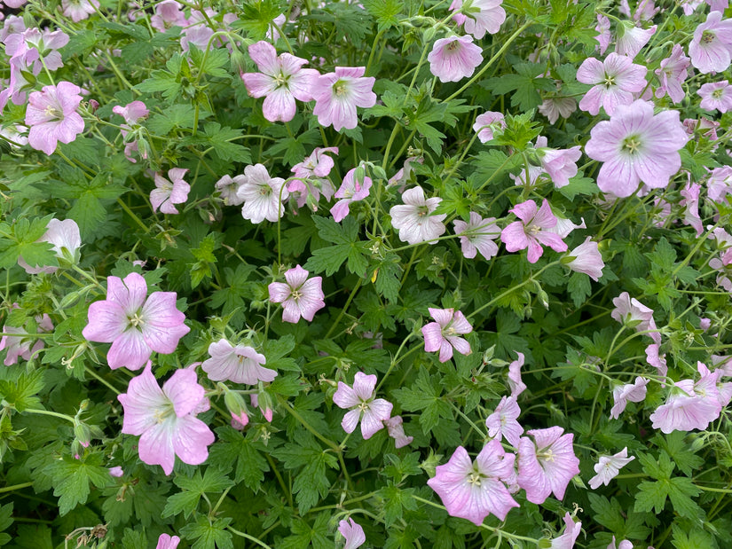 Storchschnabel - Geranium endressii