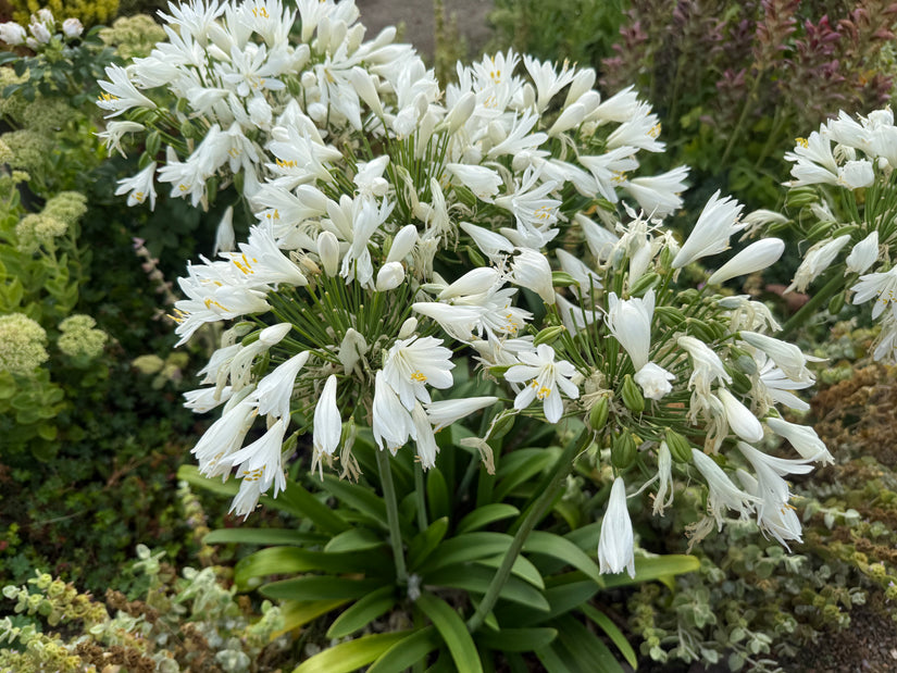 Bio Afrikanische Schmucklilie (weiß) - Agapanthus africanus 'Albus'
