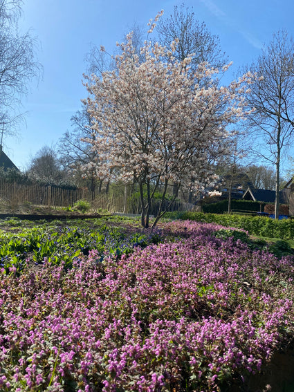 Bio-Johannisbeerbaum mit mehreren Stämmen - Amelanchier lamarckii