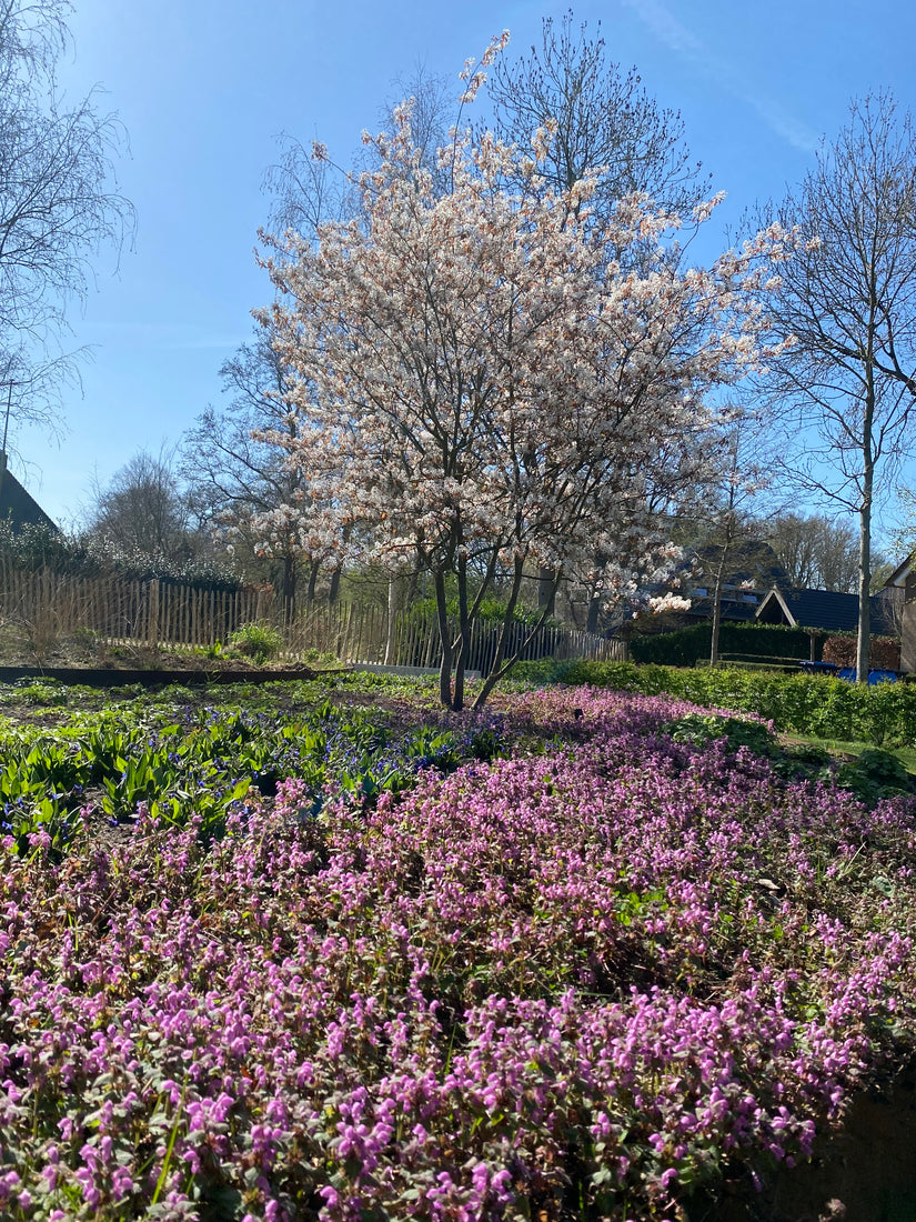 Bio-Johannisbeerbaum mit mehreren Stämmen - Amelanchier lamarckii