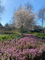 Bio-Johannisbeerbaum mit mehreren Stämmen - Amelanchier lamarckii