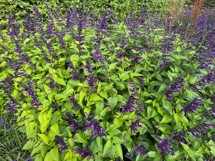 Salbei - Salvia guaranitica 'Black and Blue'