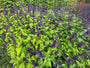 Salbei - Salvia guaranitica 'Black and Blue'