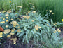 Gelbe Schafgarbe - Achillea filemdupila