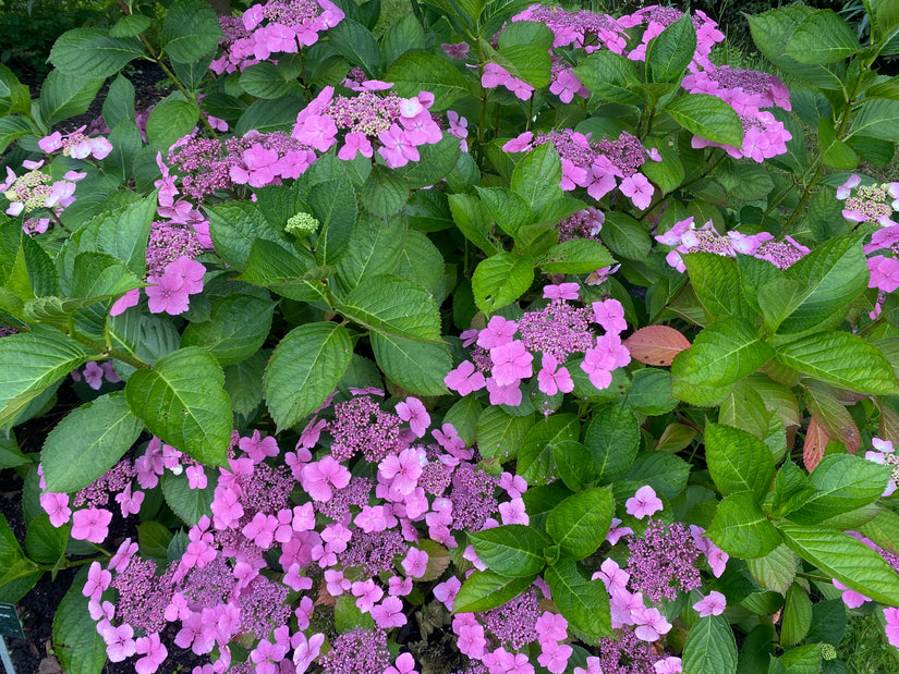 Bauernhortensie - Hydrangea Macrophylla